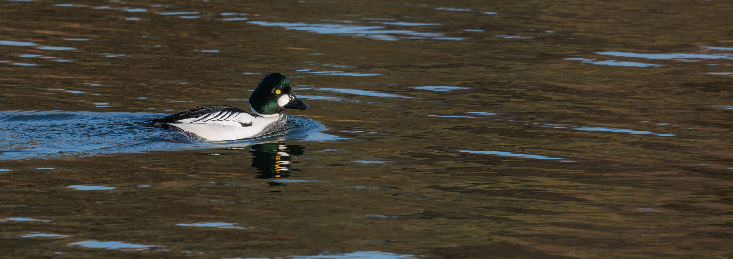 Bucephala clangula